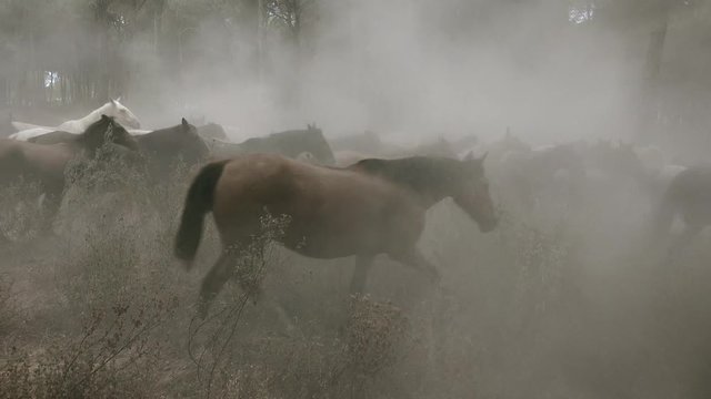Caballos salvajes polvo