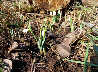white snowdrops grow in the garden in early spring
