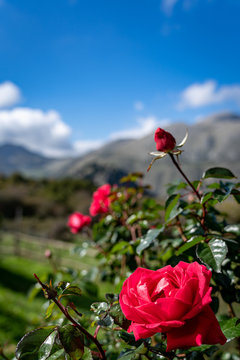 Beautiful roses in Madonie Park (Sicily)