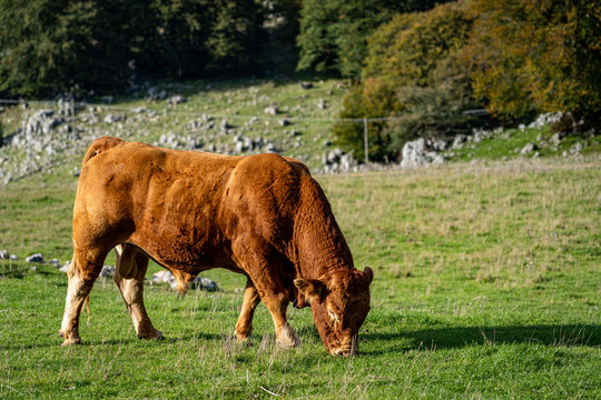 A bull in Madonie Park (Sicily)