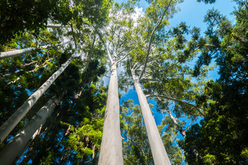 Rainforest sunshine Fraser Island Australia