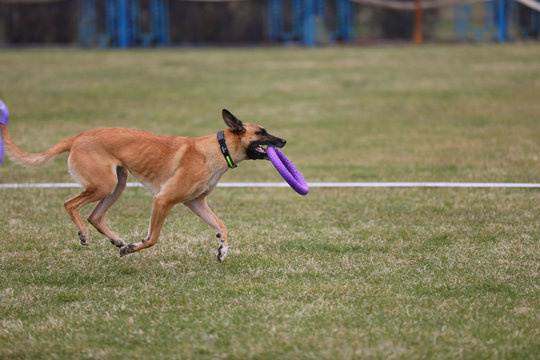 Malinua dog playing with puller