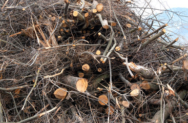 Baumschnitt