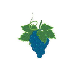 Blue grape fruit vector illustration