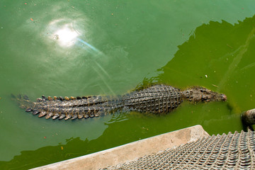 Dangerous reptiles crocodiles