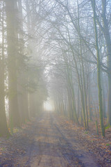 Obraz premium Tall bare autumn trees along the straight countryside pathway on foggy day