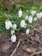 snowdrops in snow