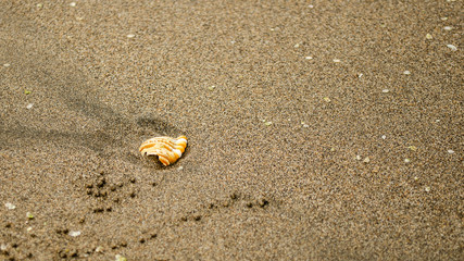 A shell lies on the wet sand. Beach concept