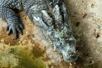 Dangerous reptiles crocodiles