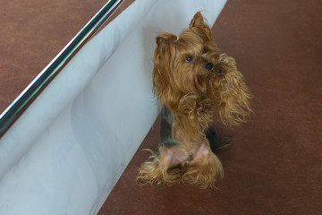 Yorkshire Terrier stands on its hind legs. Dog performs commands