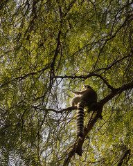 Lemure su un albero