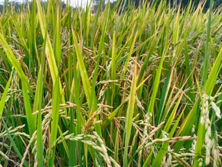 green grass with water drops