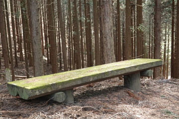 苔の生えたベンチ