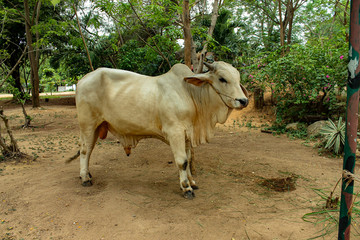 Cow in Thailand