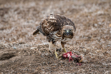 Red-tailed Hawk - Prairie Dog