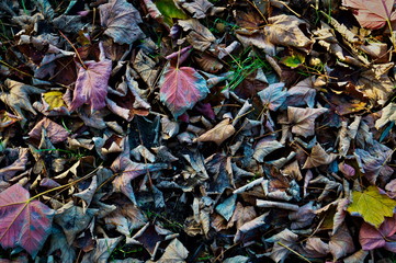  beautiful, colorful, leaves on the ground