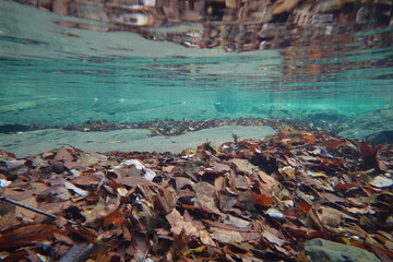 水中の落ち葉