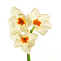 Narcissus on white background