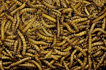 A lot of warms for fish