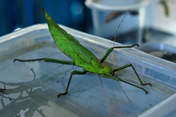 Big green worm with long legs