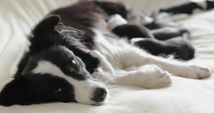 mother dog gives milk to children feeds them four little cute blind black and white newborn puppies they drink their mother's milk. border collie dog