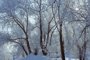 Fototapeta premium Winter landscape of frosted trees against a blue sky on a sunny morning.