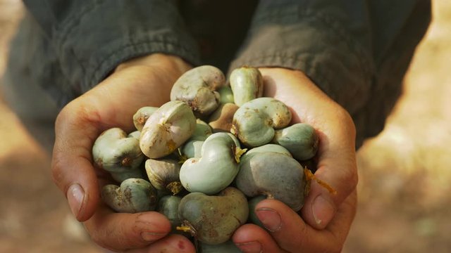 Close up farmer hand harvest cashew nut.