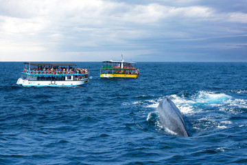 Mirissa, Sri Lanka: Tourist boats in ocean on whale safari.