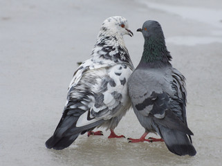 love games in pigeons