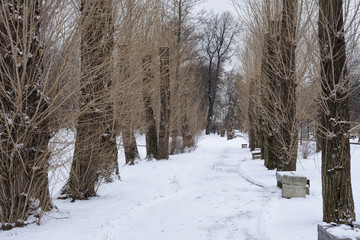 Apple trees bloom in the garden.