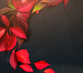 autumn background. red leaves on black textured background. fallen leaves. top view. place for text