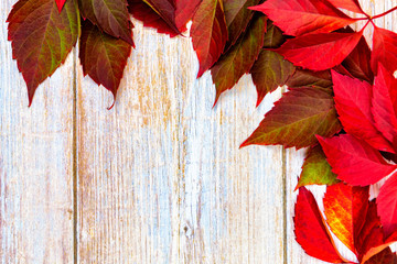 Autumn background. red ivy leaves on a wooden base. place for text.