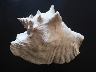 coquillage