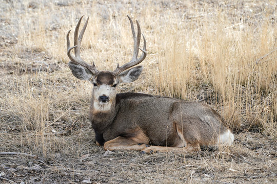 Mule Deer - Buck