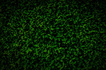 black leaf square frame. Green leaves background or the natural dark walls texture.