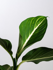 Obraz premium Dieffenbachia Houseplant
