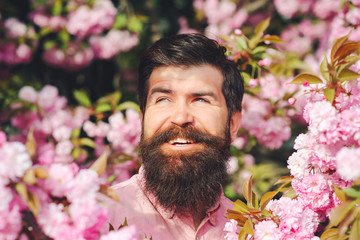 Bearded stylish man in pink flowers. Spring day. Spring pink sakura blossom. Handsome smiling...