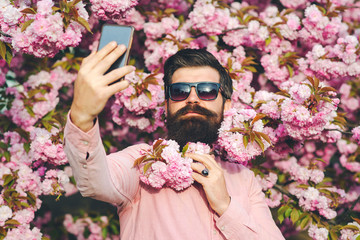 Man making selfie with mobile phone. Spring day. Spring pink sakura blossom. Spring pink blossom. Bearded man wears pink shirt.