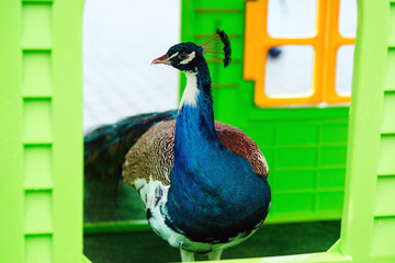 Peacock bird standing outdoors in a garden. Peafowl portrait. Zoological garden. Feeder for peafowl.