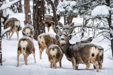 Mule Deer Herd