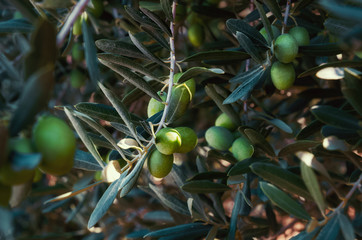 Olives green Turkey tree sun summer