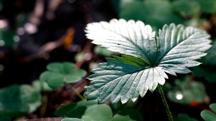 Green leaf of forest strawberries close-up