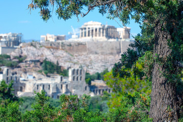 Fototapeta na wymiar a pine trunk with Acropolis hill blurred in the backround