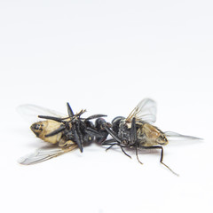 A macro shot of fly on a white background. Fly isolated on white background