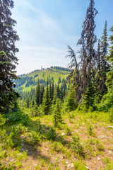 Obraz premium Rocky Mountains. Coastal Mountains. Blackwall Peak trail in Manning Park. British Columbia. Canada.