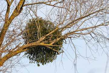 Mistletoe - Viscum in a tree