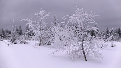 Obraz premium Frozen young trees with a lot of fresh deep snow around in Šumava mountains during winter day