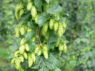 Tettnanger Hops