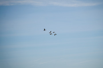 several wild ducks in flight