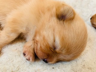 Baby Zwergspitz Pomeranian